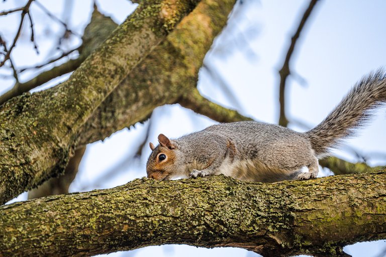 A grey squirrel looks at the camera from a high branch