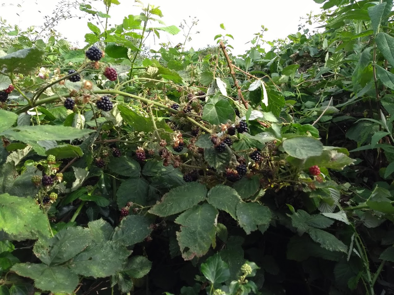 Blackberries