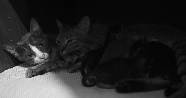 Charcoal, Tiger and the kittens together