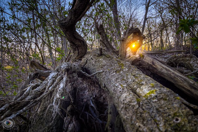 Dead Tree Sunrise