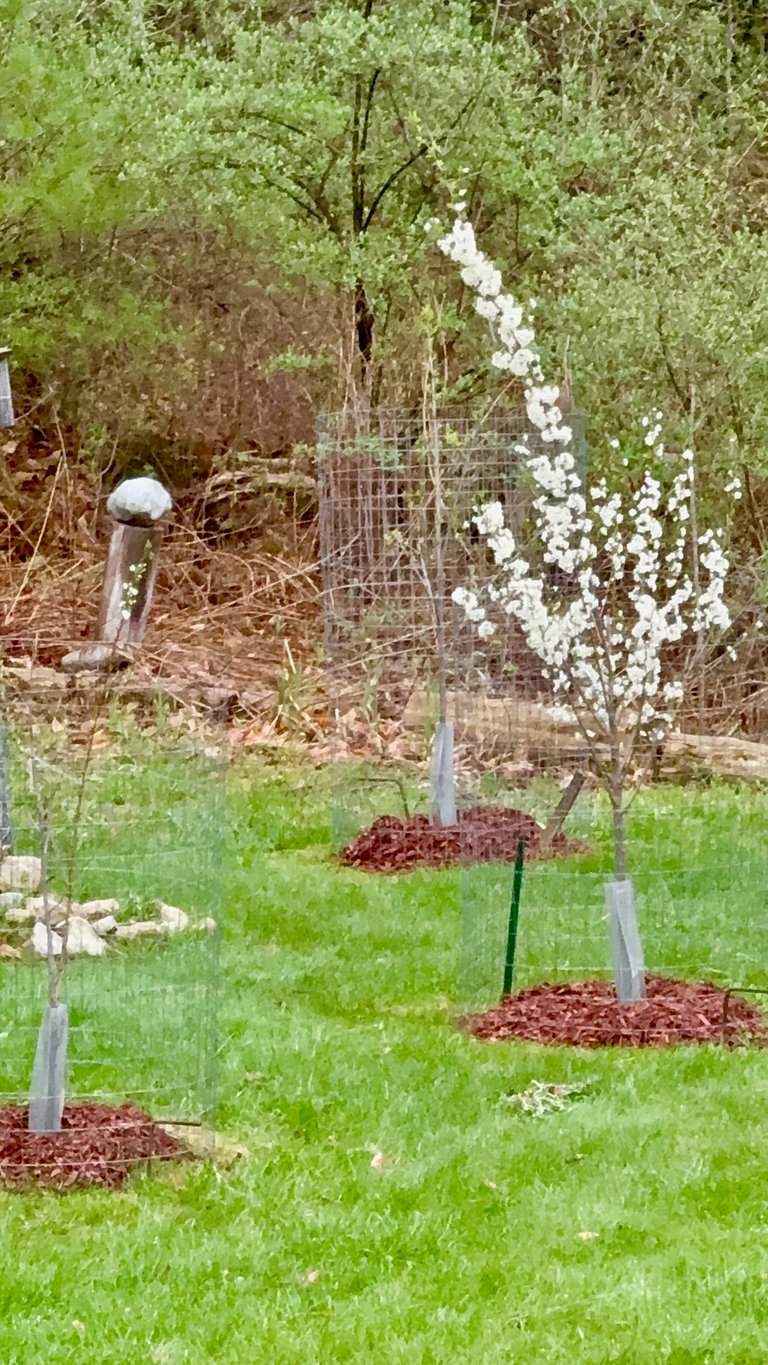 Plum Tree