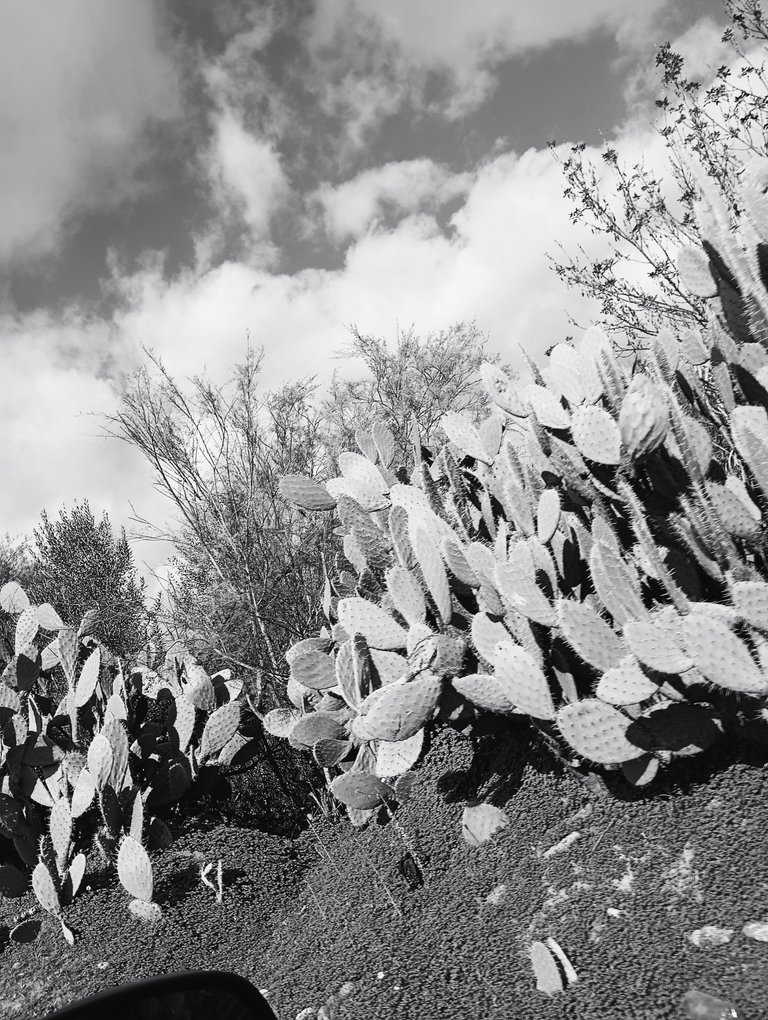 The cactus from my aunt's field/  Le cactus du champ de ma tante 