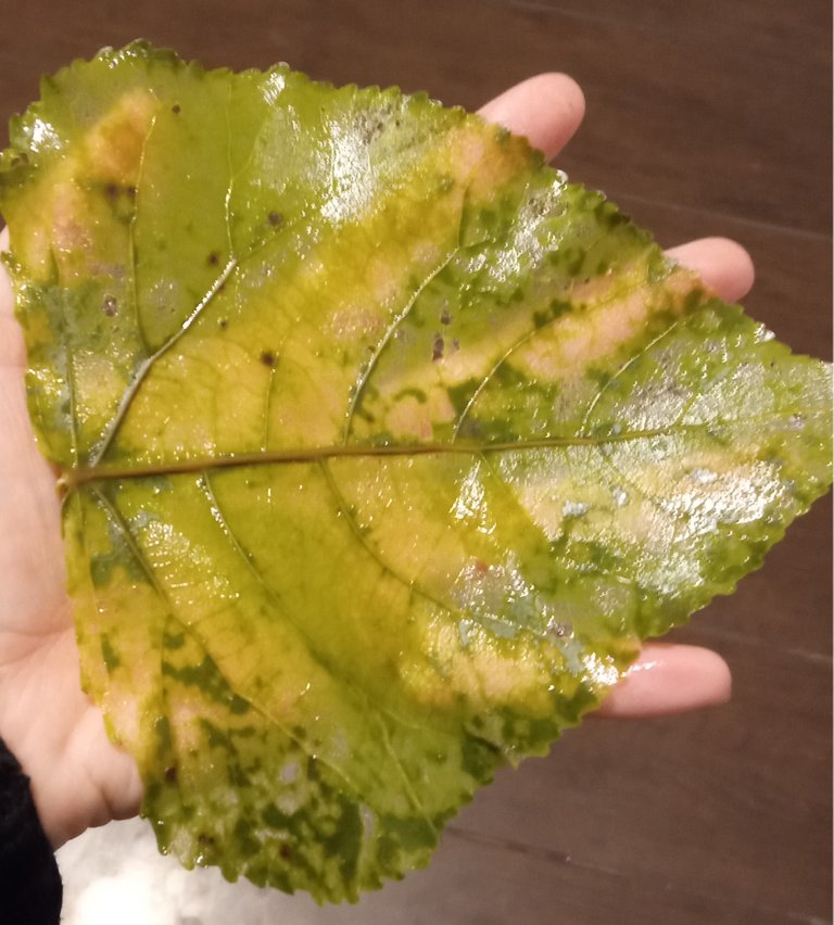 leaf.jpg