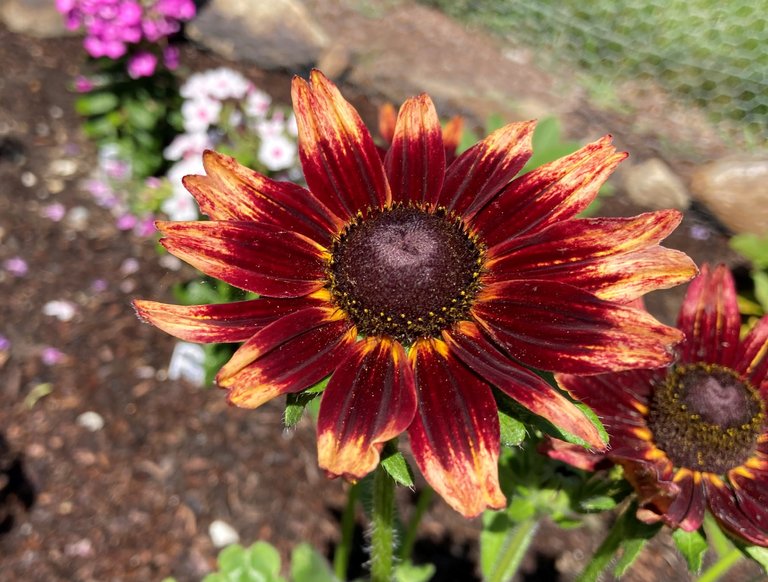 Red and Yellow Rudbeckia