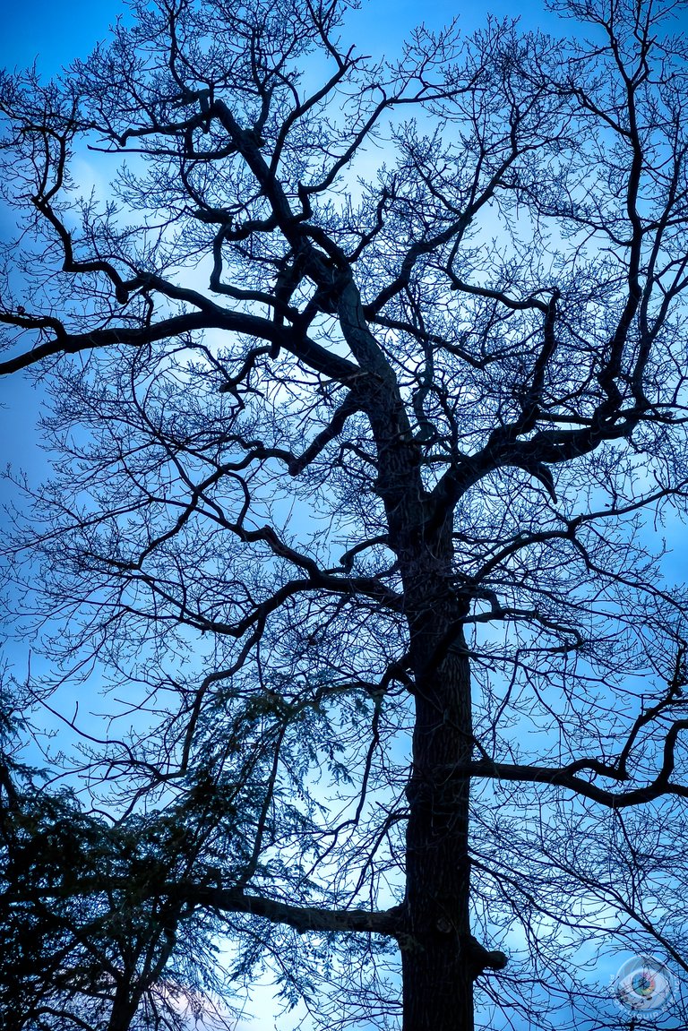 Naked Tree Silhouette