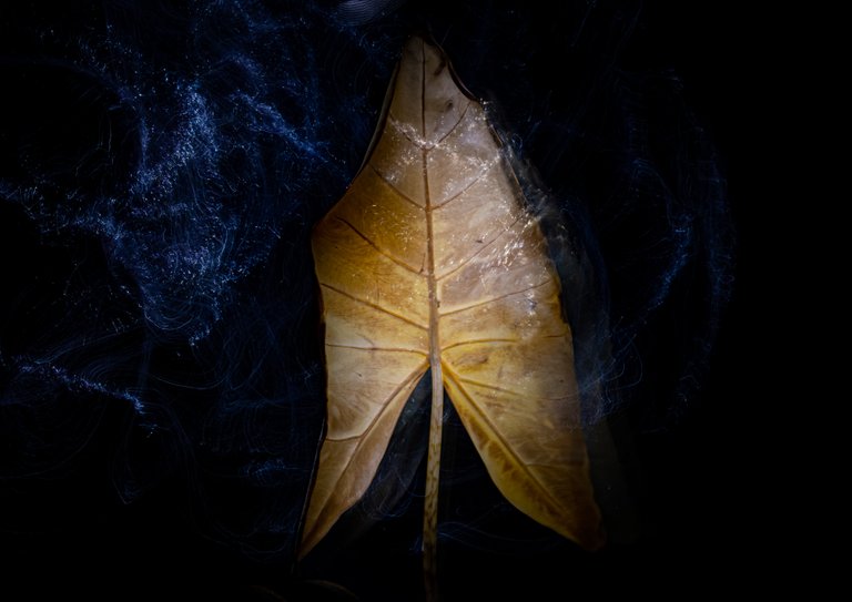 2021_10_20_dead_leaf_45_lr_2.jpg