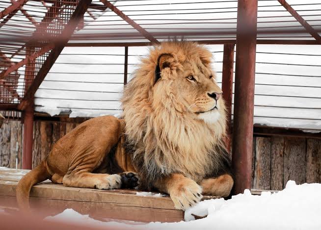 Zoos: Freedom or Captivity?