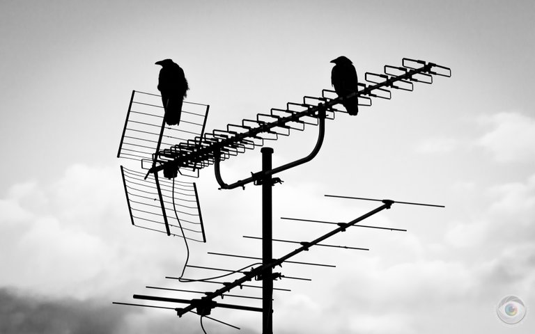 8133_crows_on_antenna_liquideye_.jpg