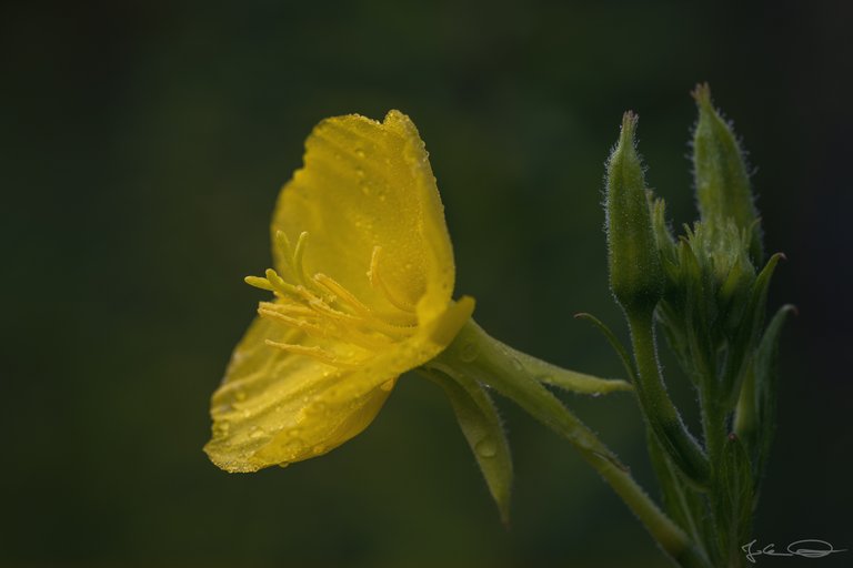 Hive AlphabetHunt Oenothera - Evening Primrose