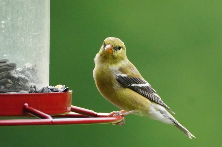 k_goldfinch_1140_2022_06_17