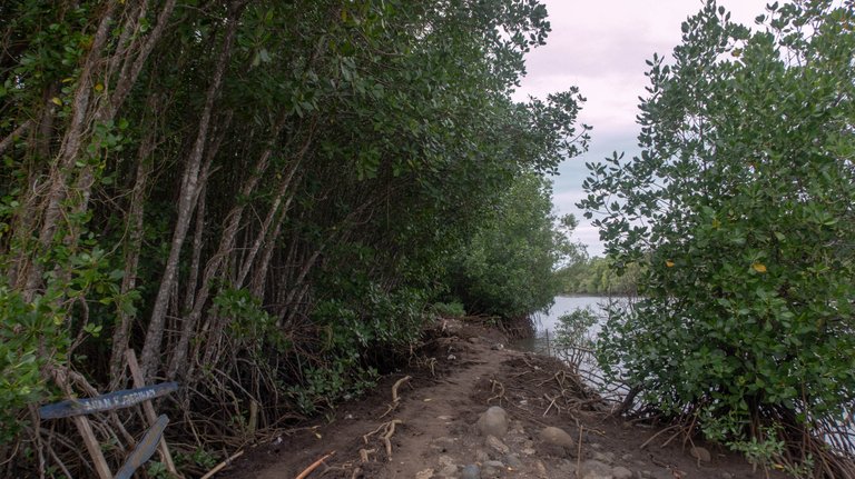 mangrove_walk_3