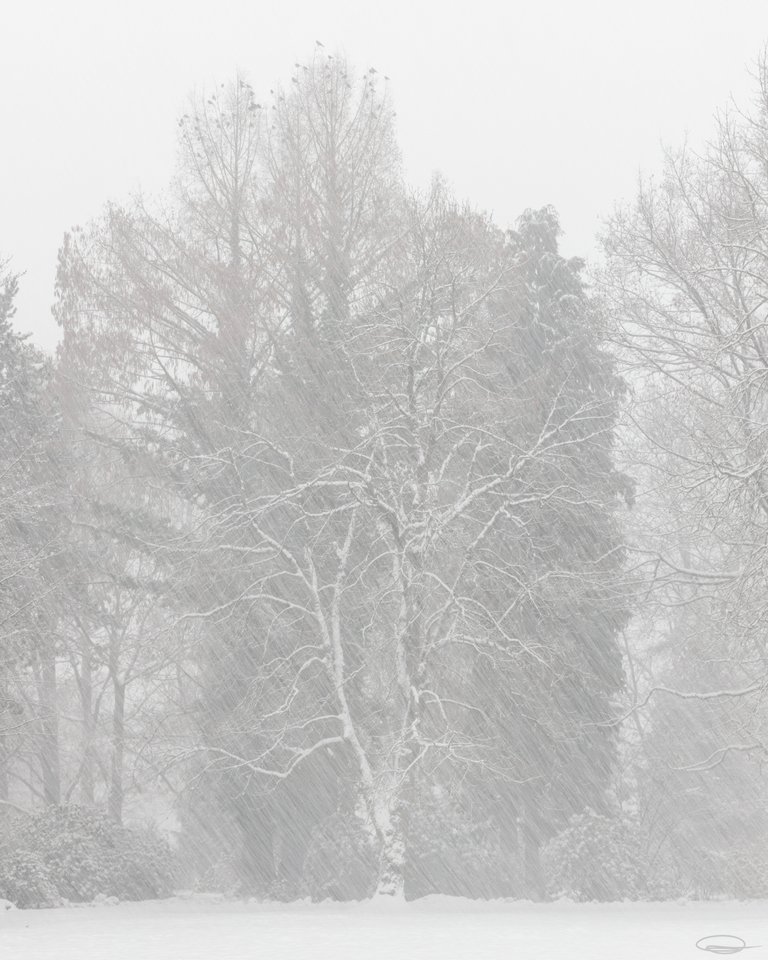 2021_12_05_snowy_trees_8894_3000px.jpg