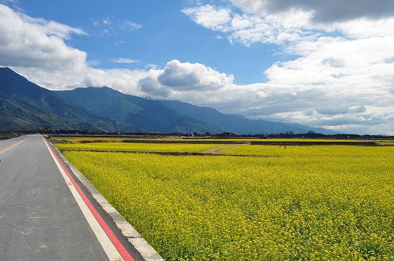 sea_of_flowers_countryside_the_scenery_mountain_beautiful_views.jpg