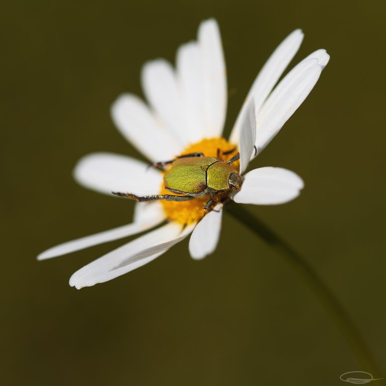 Daisy Flower - Hoplia argentea