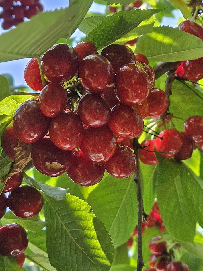 Abundant Cherries!  The Harvest is Happening!