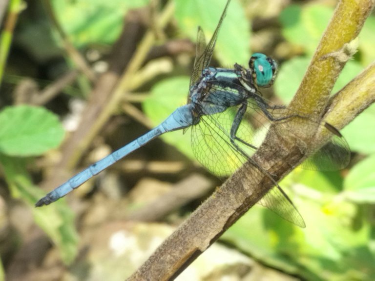 the blue dragonfly