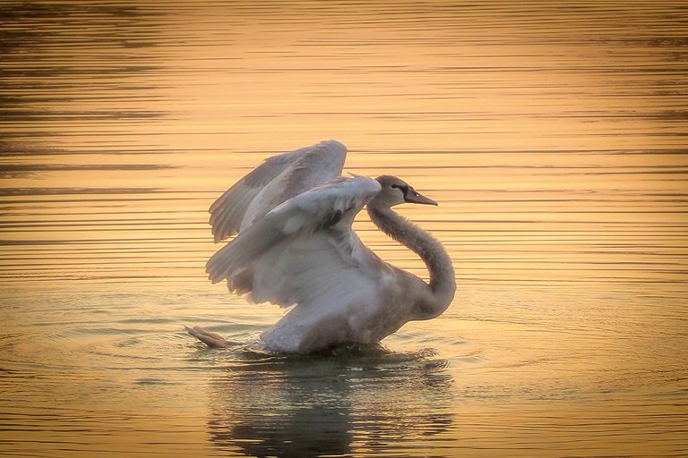 🦢 Silence that speaks – morning with swans and ducks 🌿 