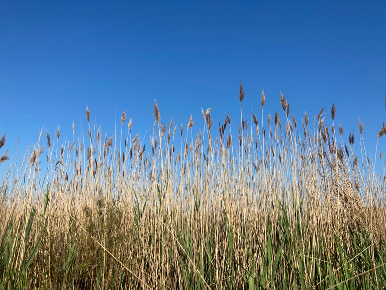 Seagrass