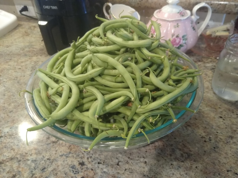 The GARDEN is Producing!