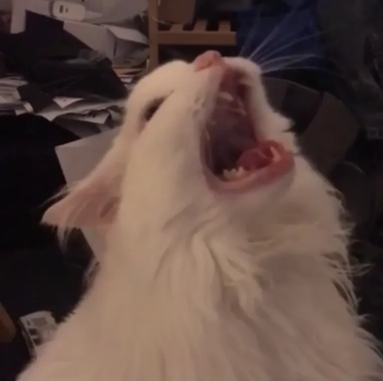 My web addicted cat is screaming and i know why