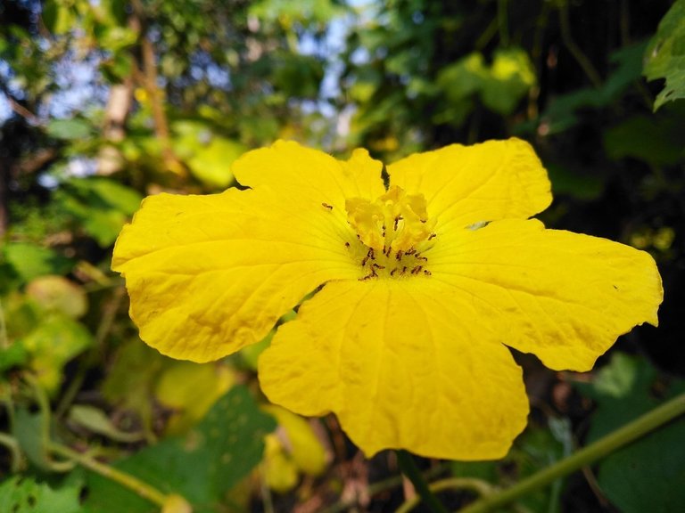 The flower at the garden