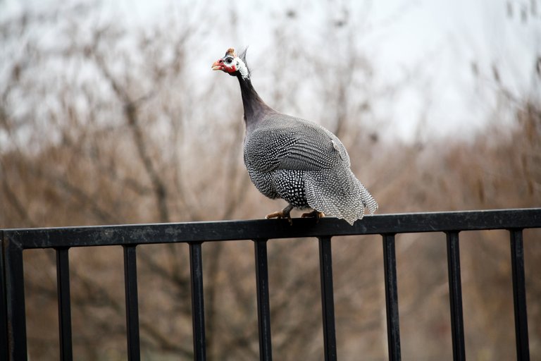 guineafowl_img_4514.jpg