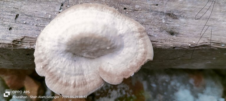 Clitocybe