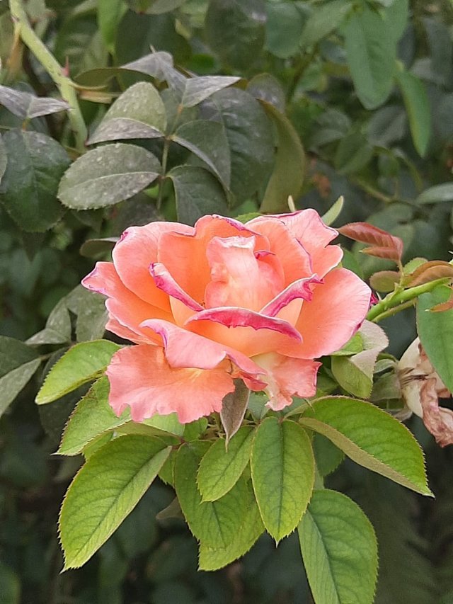 orange_rose_flower_1