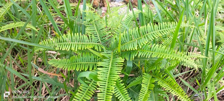 A green plant is depicted in the first picture.