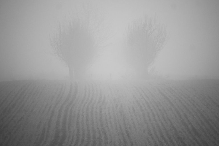 bw_foggy_morning_img_6669.jpg