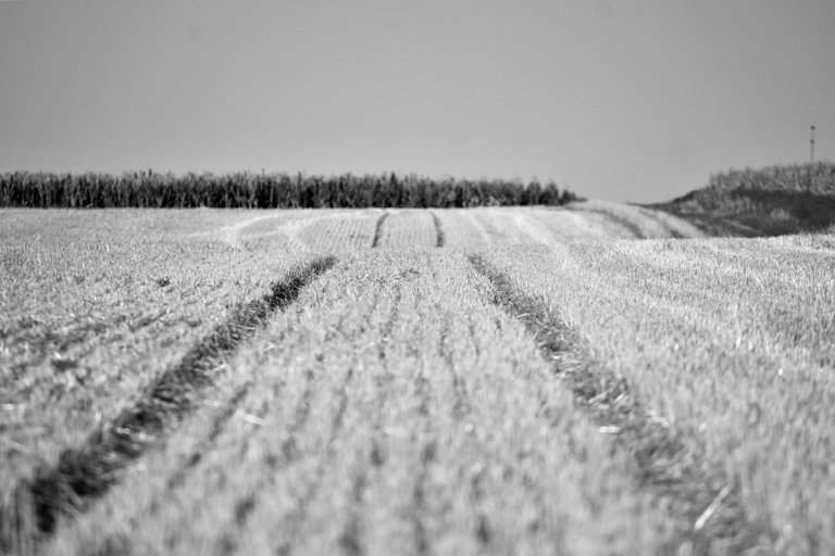 bw_field_img_3575_2_.jpg