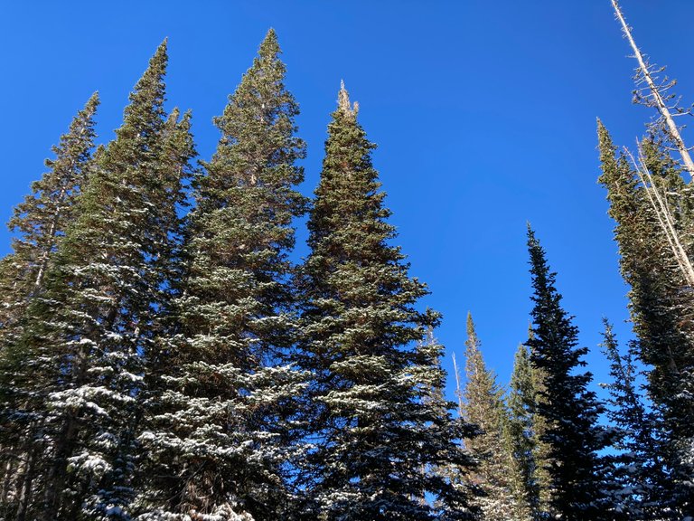Pines with blue background