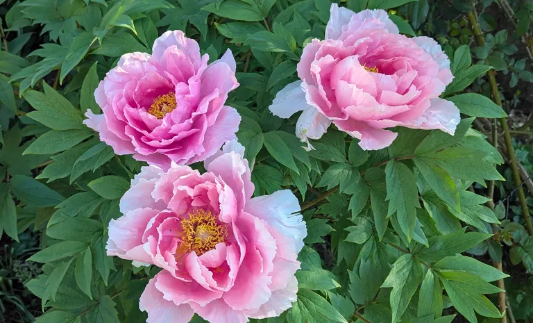 flowers1.webp