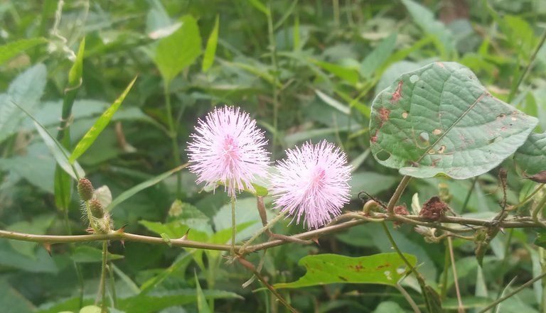 The "embarrassing princess" forest flower is enchanting and medicinal