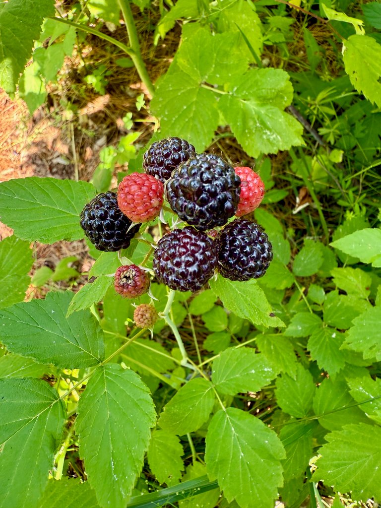 Black cap