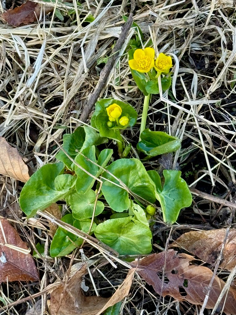 Marigold plant