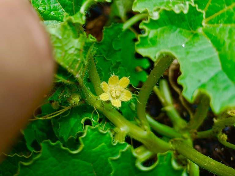 And I did not pluck them because according to the growing season of this vegetable, I had already planted them 1 month late, so I did not want to hinder their growth. It is possible that due to this I may not get good fruiting but if I was able to grow this vegetable successfully this season, it would have been a new achievement for me because I was growing this vegetable for the first time. :)
