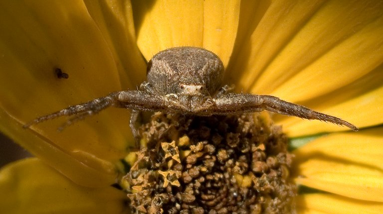 crabspider4_copy.jpg