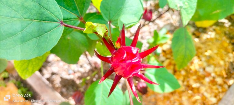 Roselle