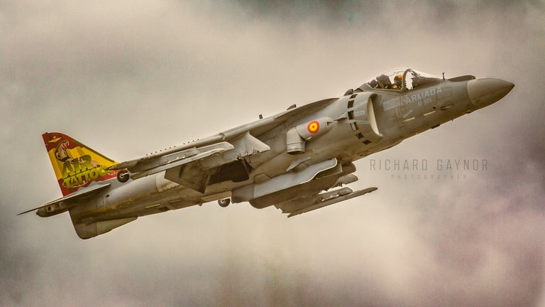 spanish_harrier_img_4995_edit_edit.jpg