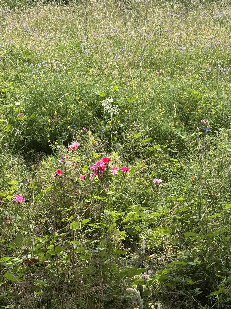 Beautiful Wild Park Flowers!