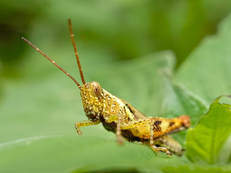 Photography of grasshoppers on green leaves.