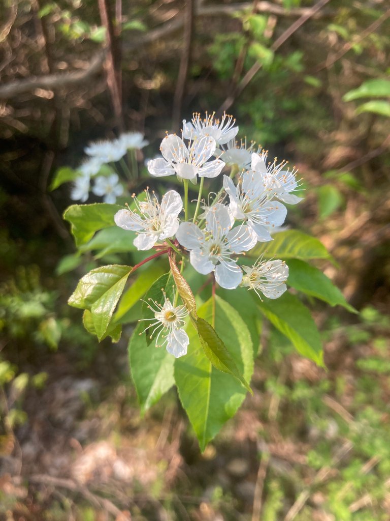 Wild plum?