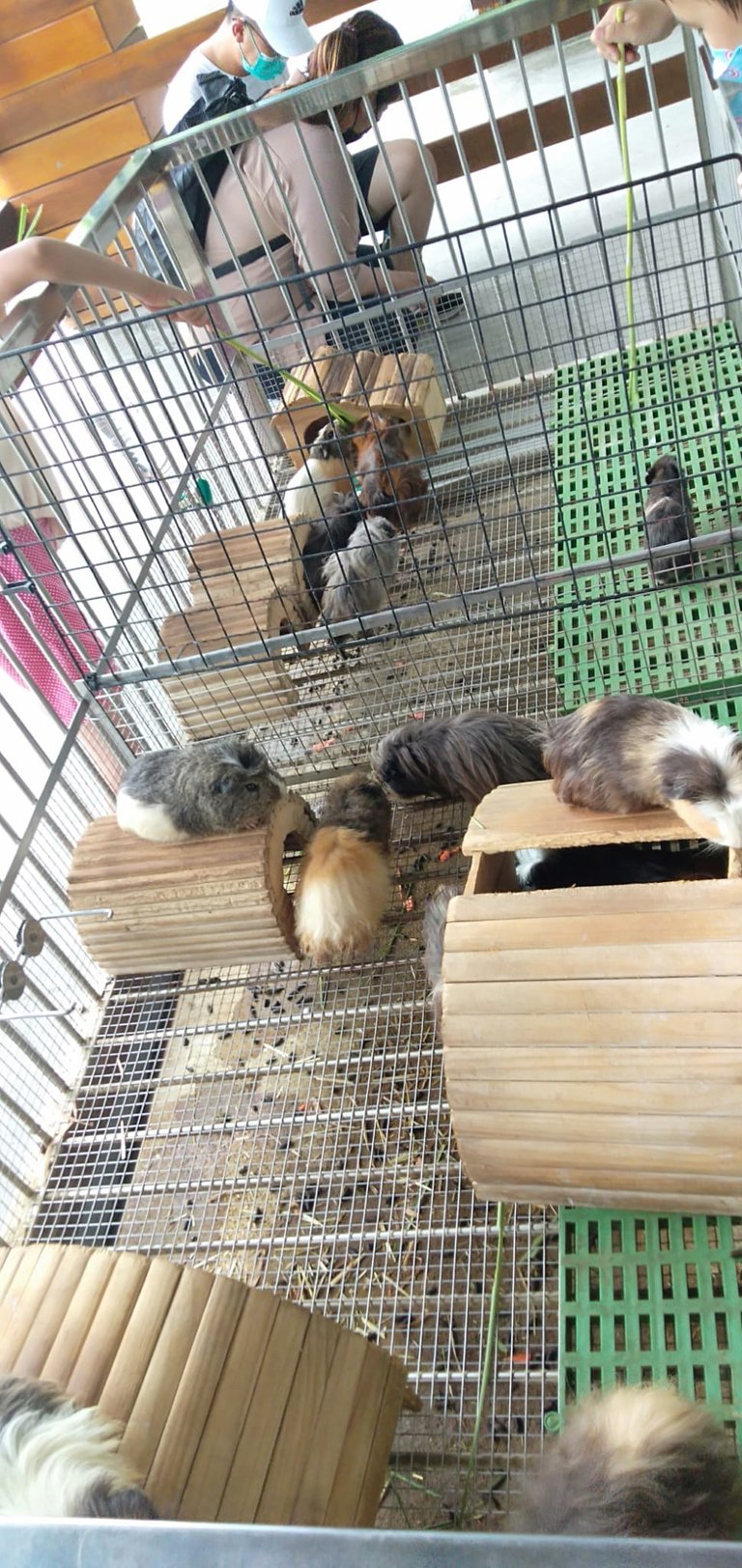 taiwanguineapigs