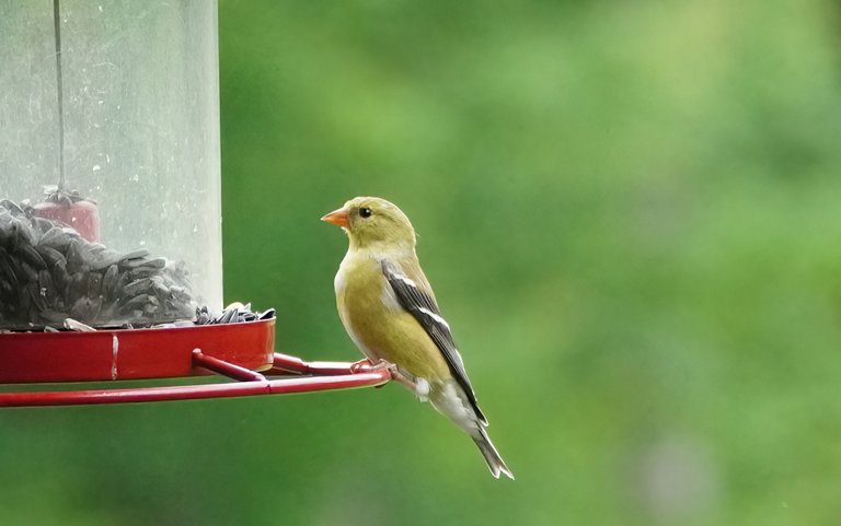 k_goldfinch_1135_2022_06_17