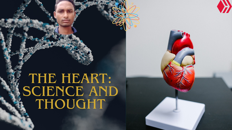 The heart: in the eyes of science and in my understanding.