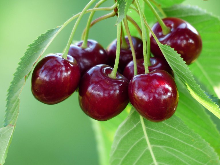 cherry_gd4934d6e5_1920.jpg