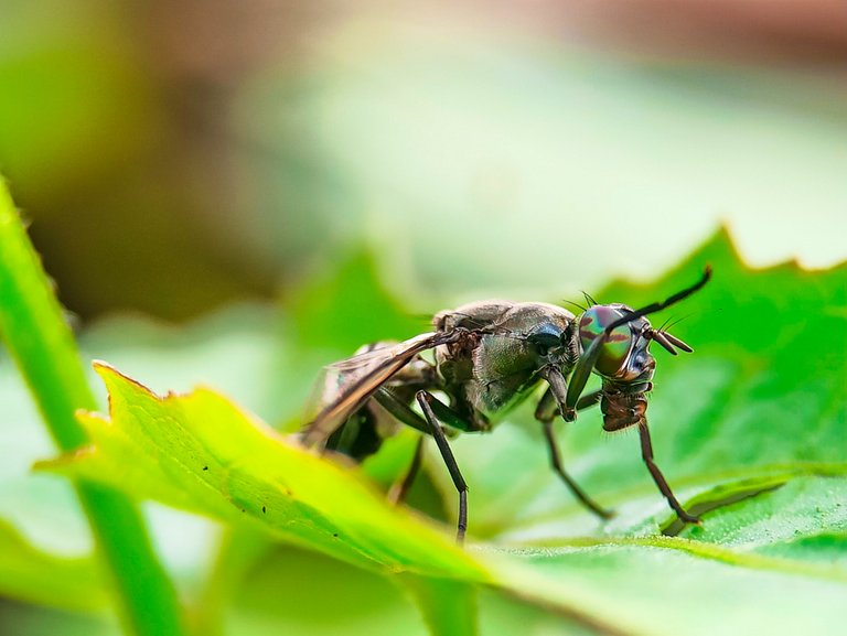 Insects with beautiful eyes 