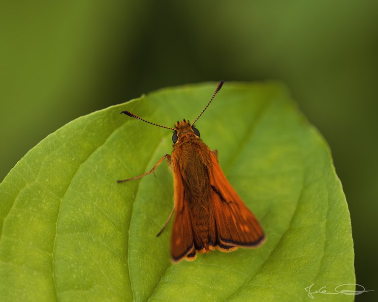 Hive AlphabetHunt Ochlodes Sylvanus - Large Skipper