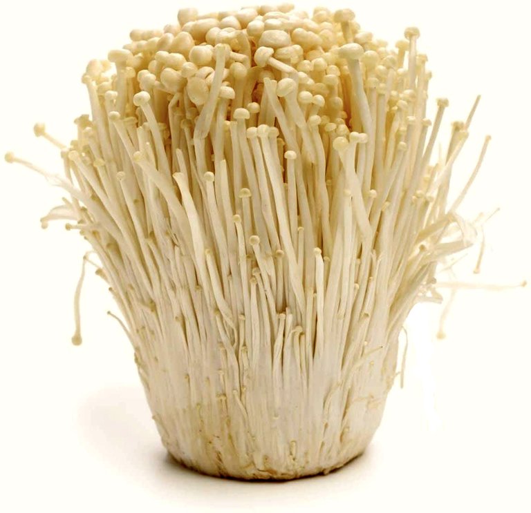 enoki1.jpg